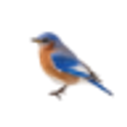 BDBT